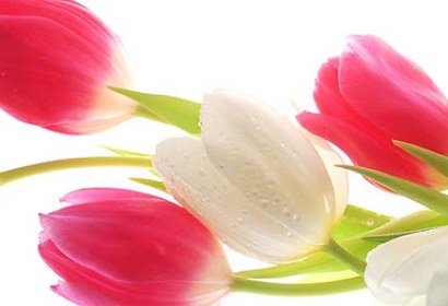 Fototapeta - Tulipány 24414